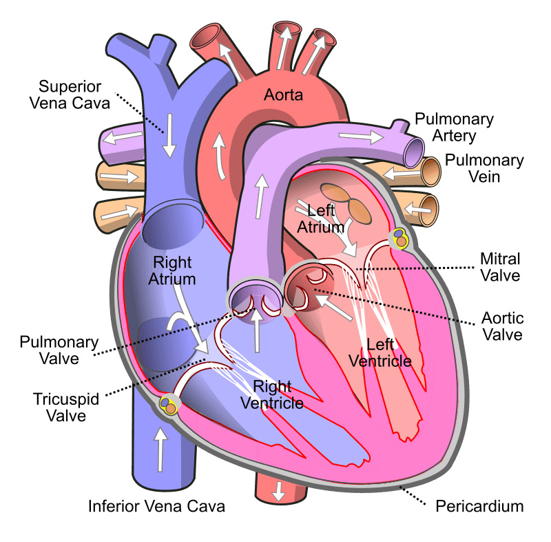 Human Heart with Blood Flow SimpleMed
