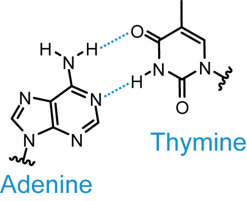 Adenine and Thymine Base Pairing SimpleMed