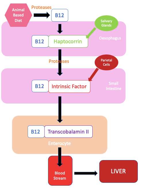 Absorption of Vitamin B12 Diagram SimpleMed