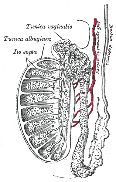 Anatomy of the Testis SimpleMed