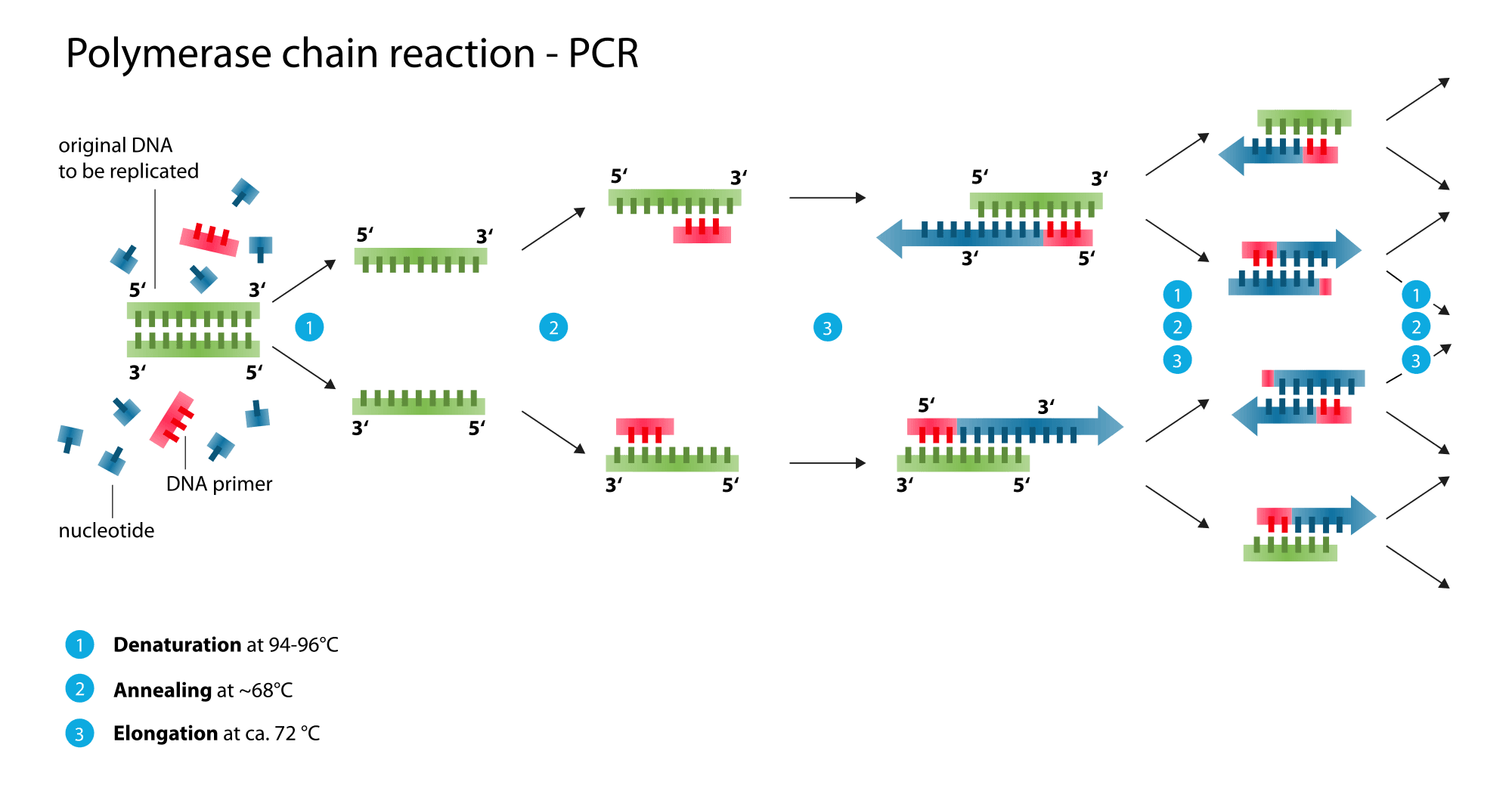 Polymerase Chain Reaction SimpleMed