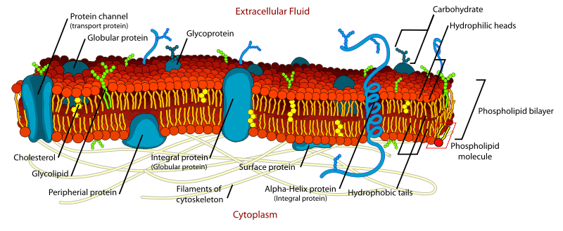 Structure of the Cell Membrane SimpleMed