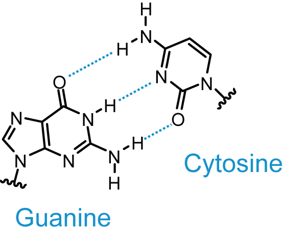 Guanine and Cytosine Base Pairing SimpleMed