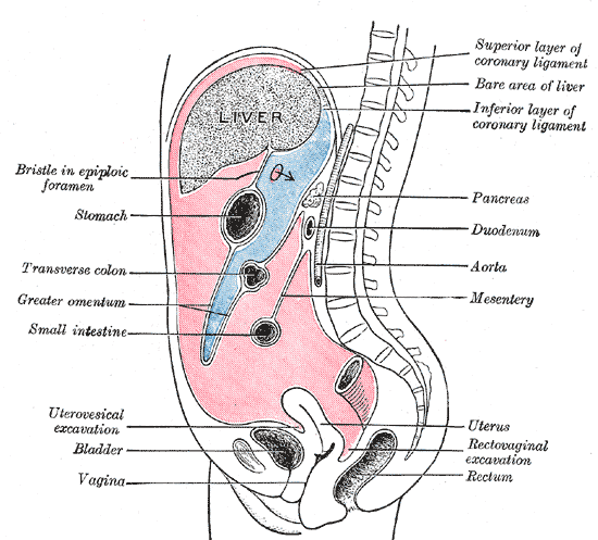 Lateral View of the Peritoneal Viscera SimpleMed