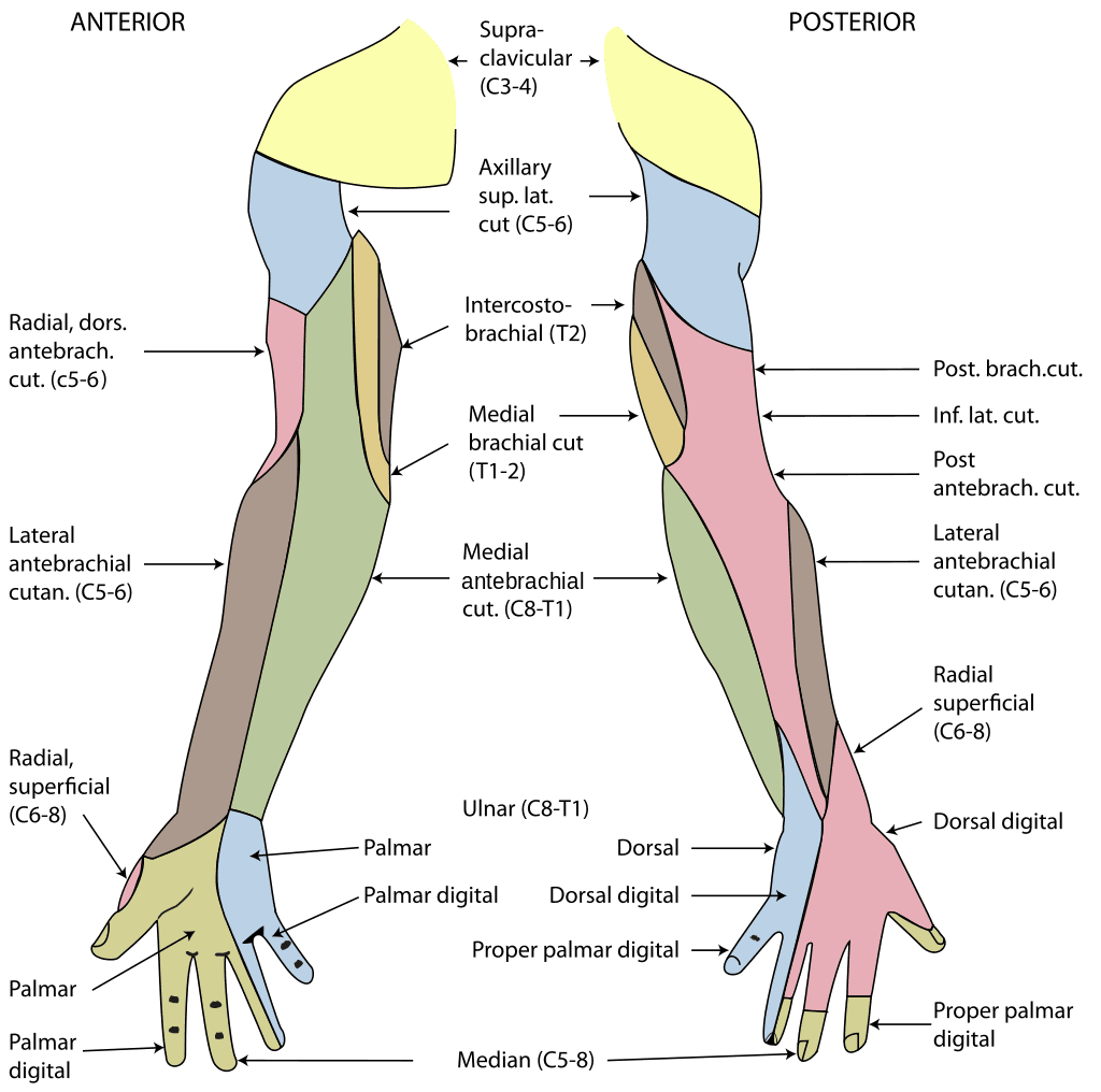 Upper Limb Cutaneous Innervation Diagram SimpleMed