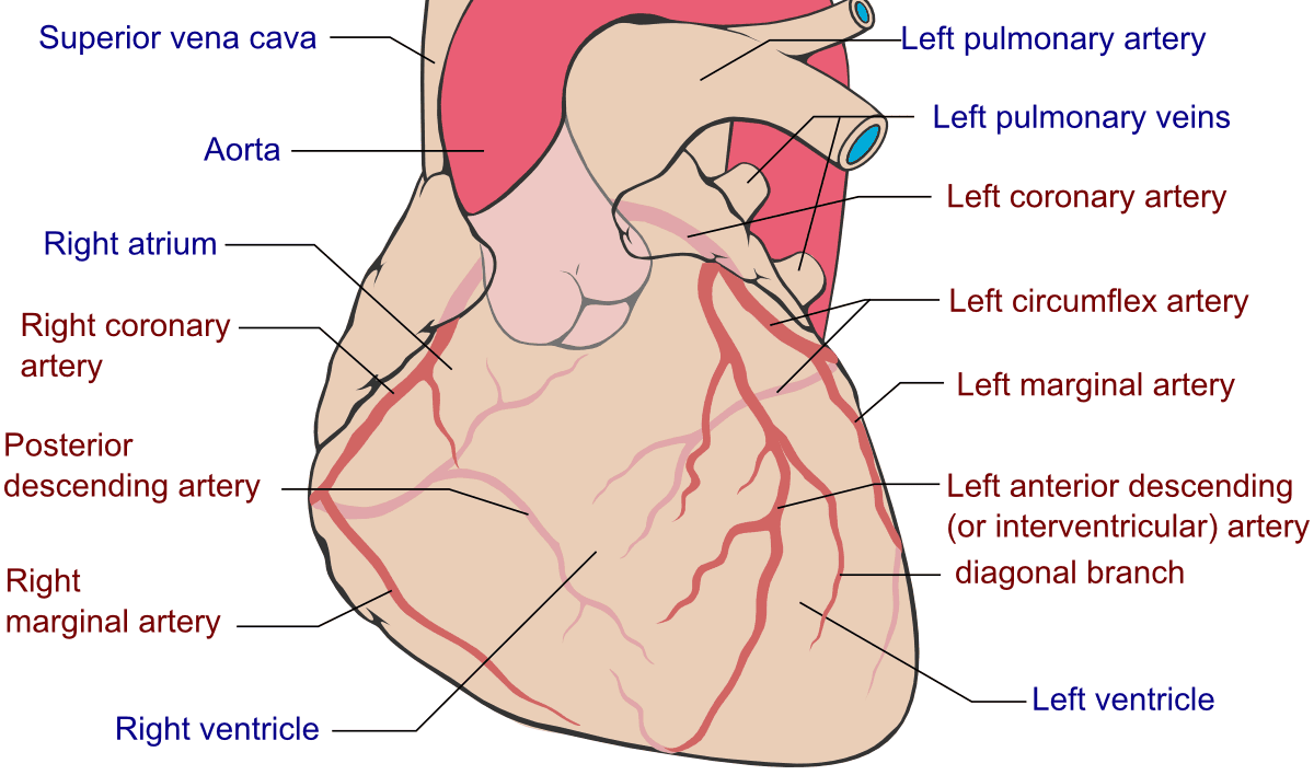 Coronary Arteries of the Heart SimpleMed