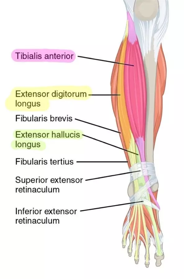 Anterior Leg Muscle Labelled Diagram SimpleMed