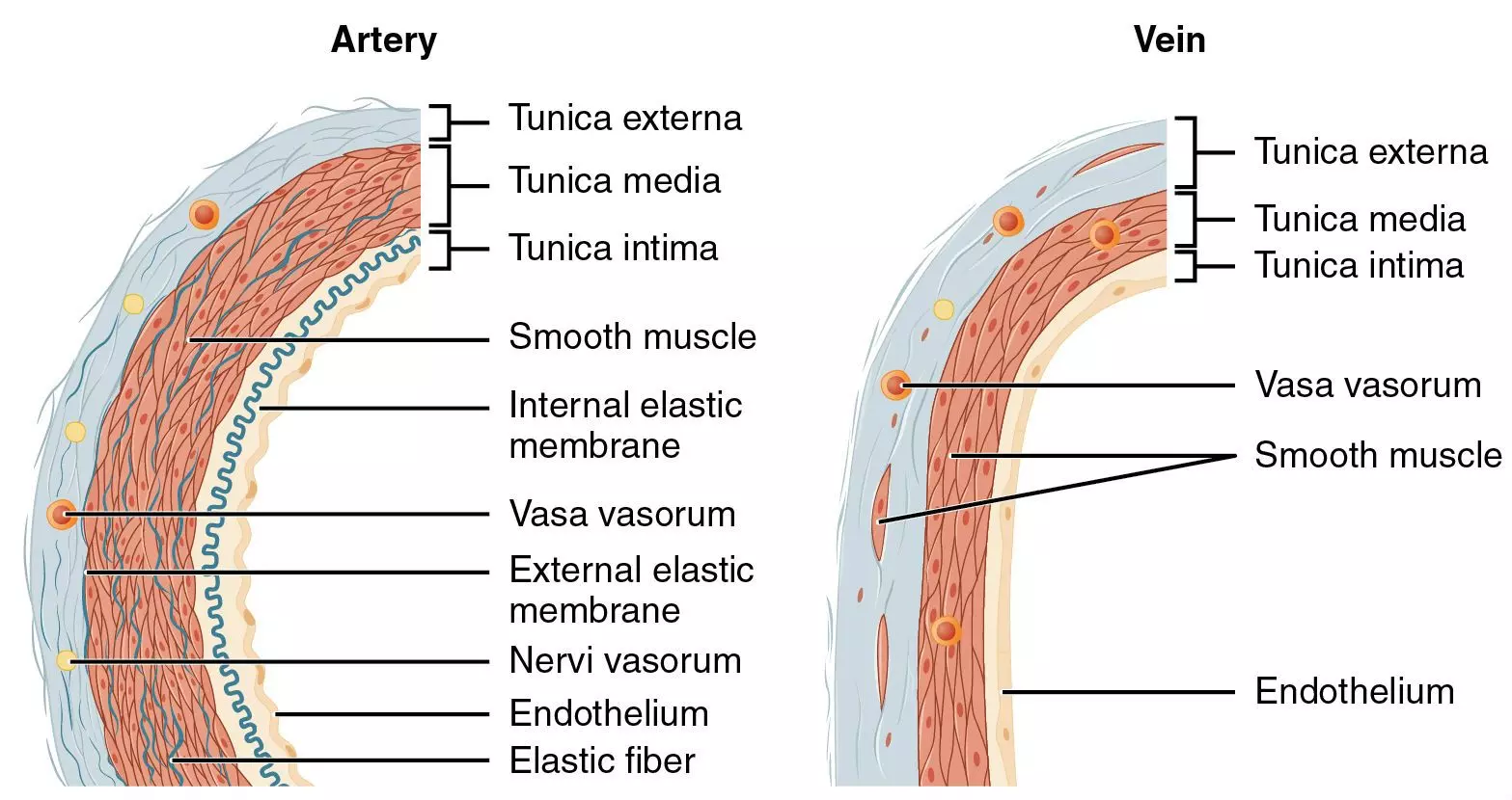 Artery and Vein vessel wall structure SimpleMed