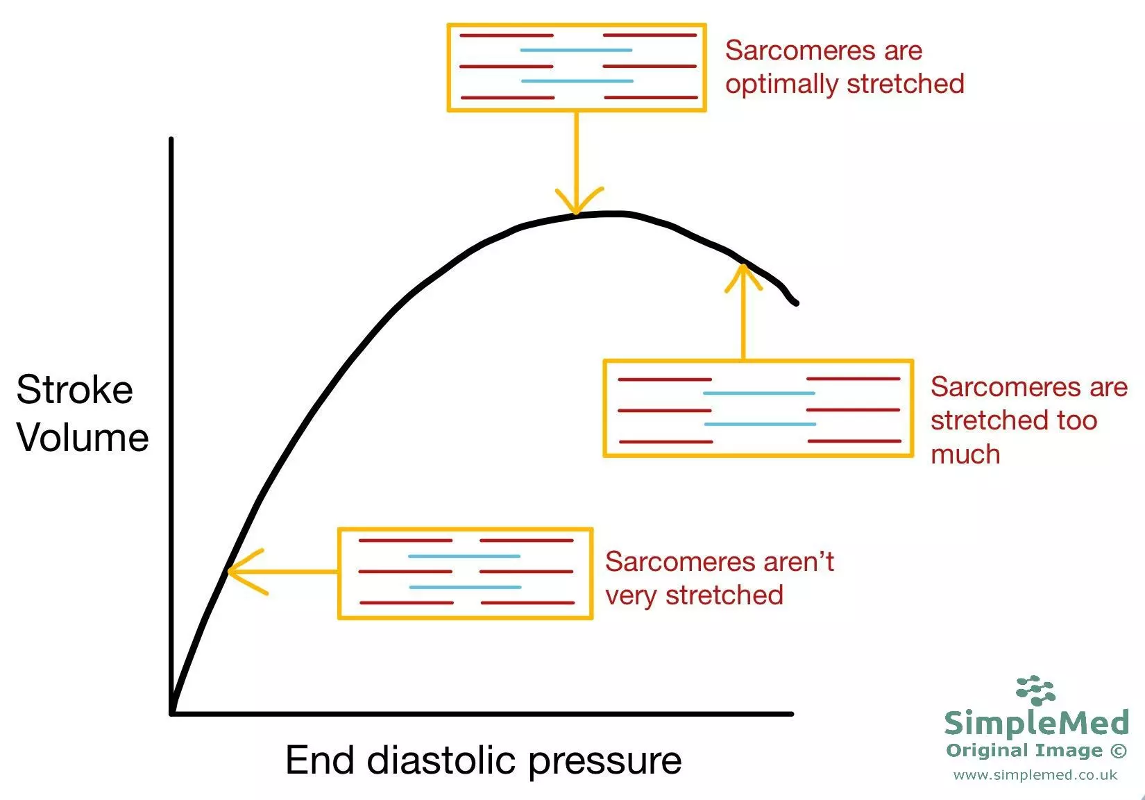 Frank Starling Curve showing Sarcomere length change SimpleMed