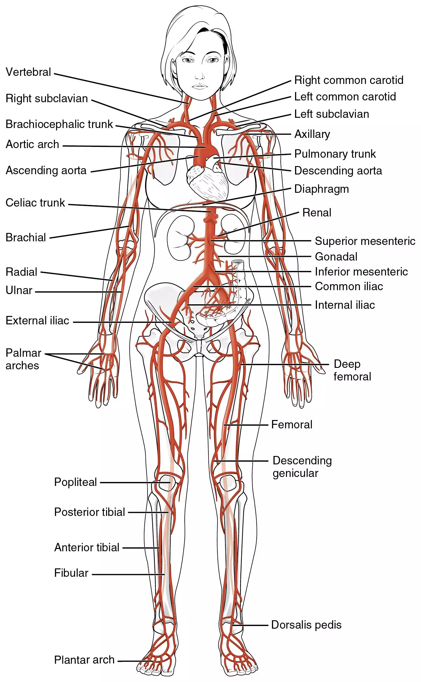 Major Systemic Arteries of the body SimpleMed
