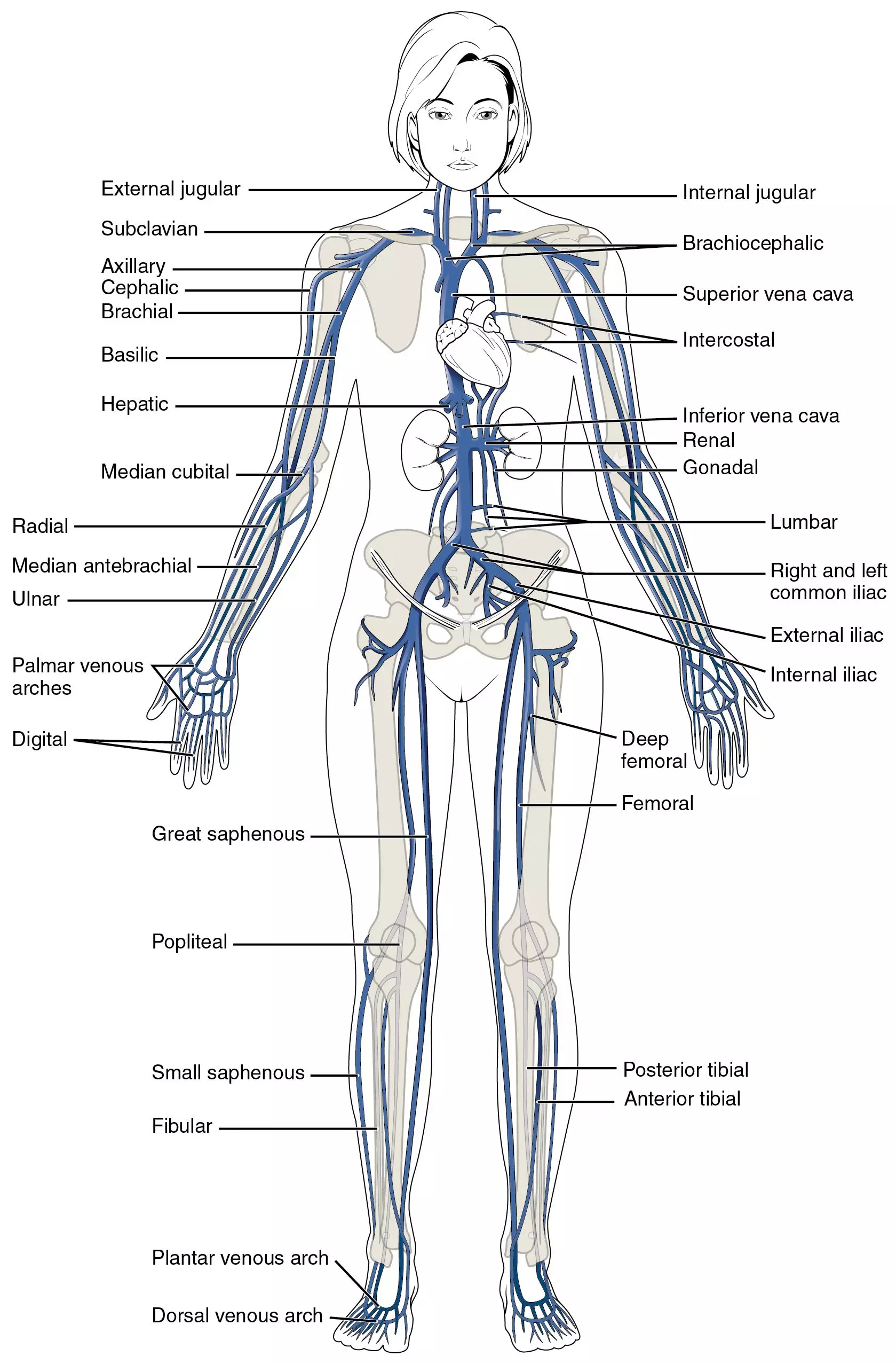 Major Systemic Veins of the body SimpleMed