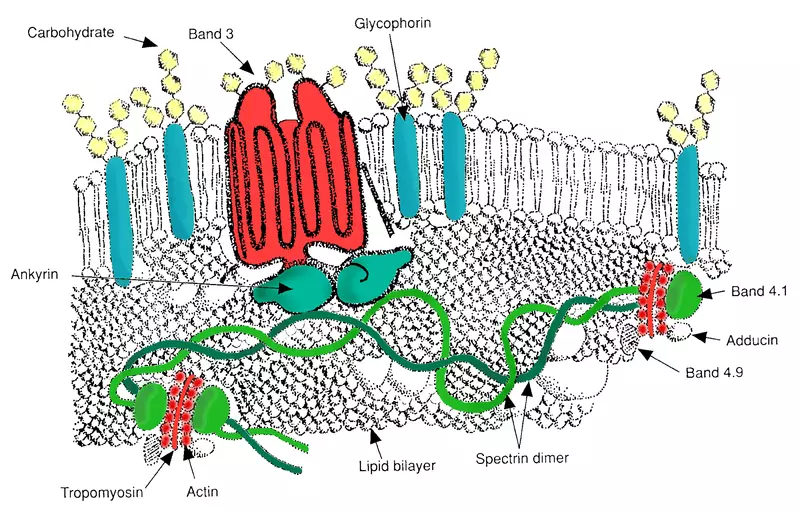 Red Blood Cell Major Membrane Proteins SimpleMed