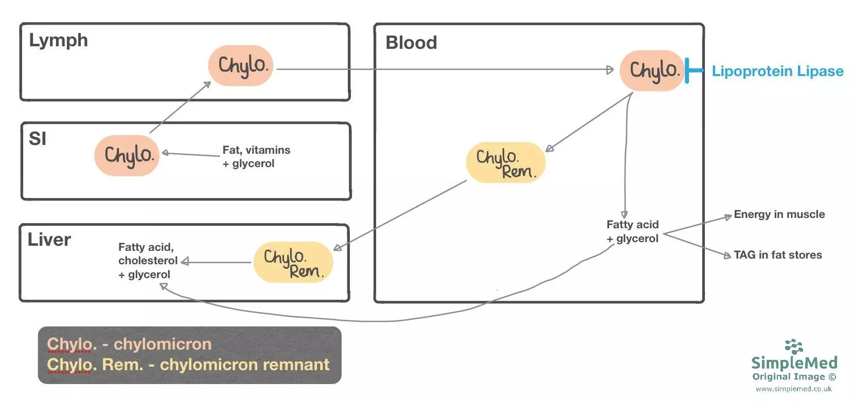 Chylomicron Metabolism SimpleMed