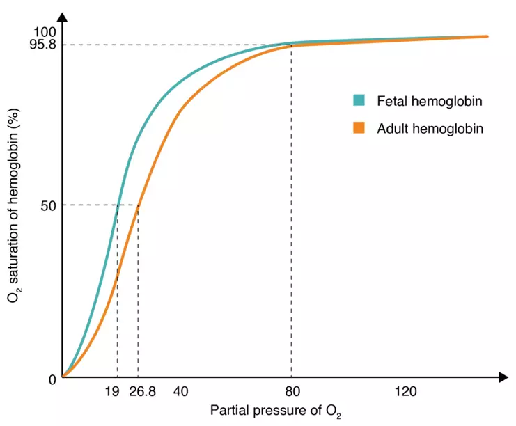Foetal Haemoglobin Oxygen Disassociation Curve SimpleMed