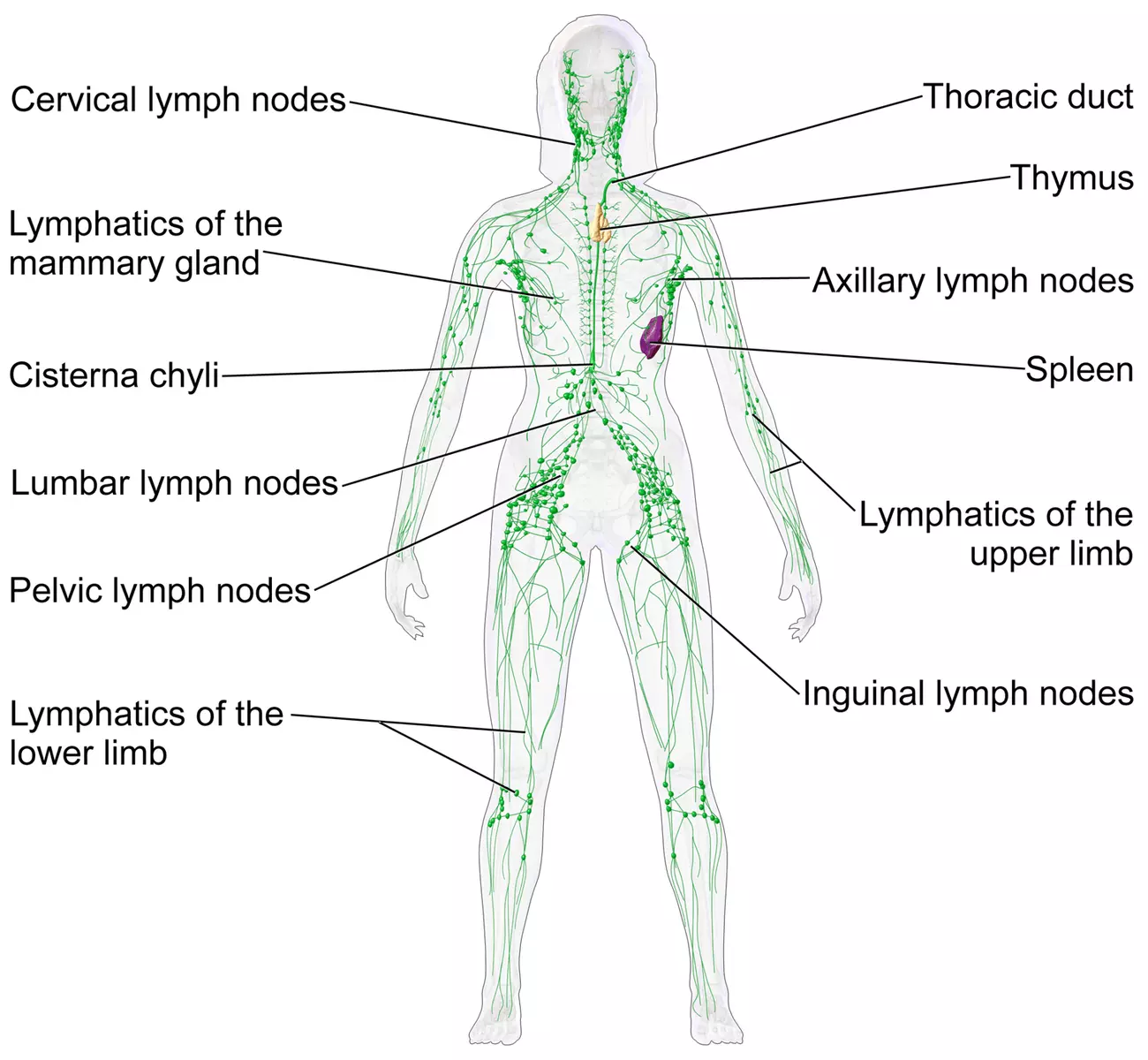 Lymphatic System Female Diagram SimpleMed