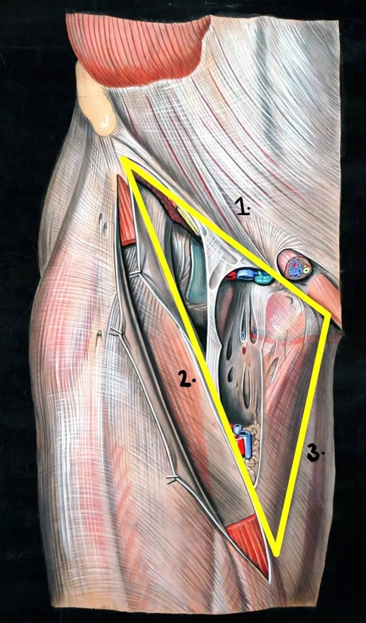 The Femoral Triangle SimpleMed