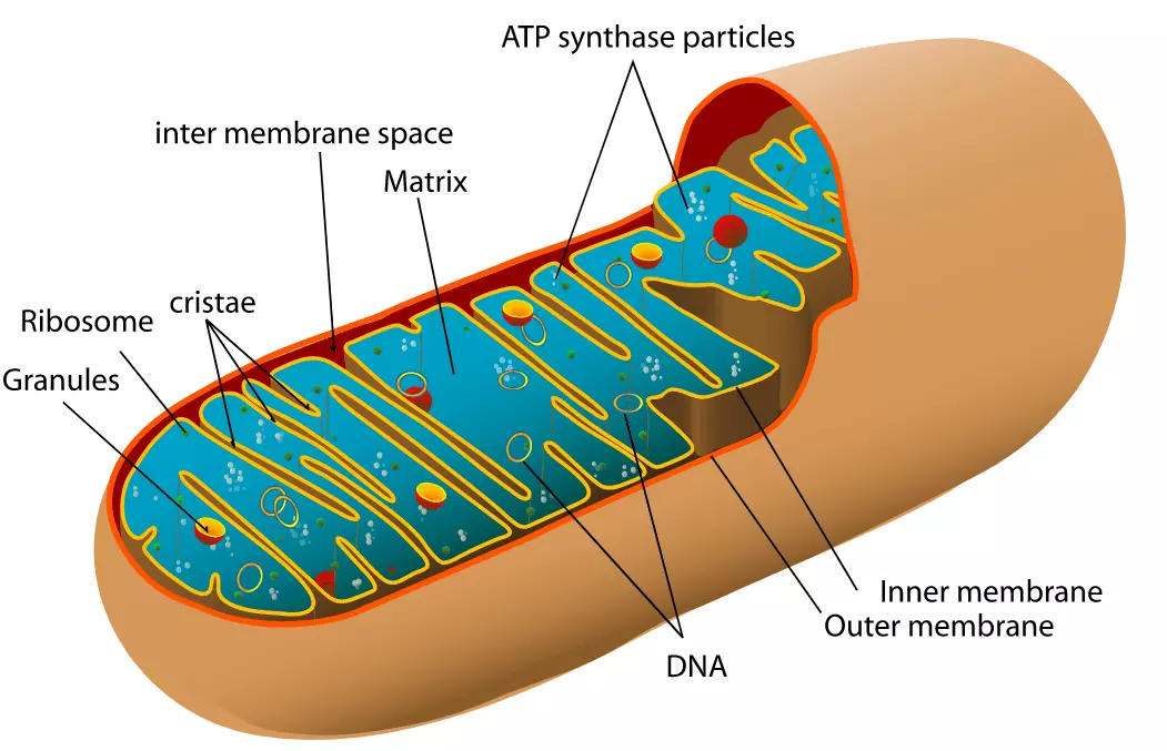 Mitochondria Structure SimpleMed