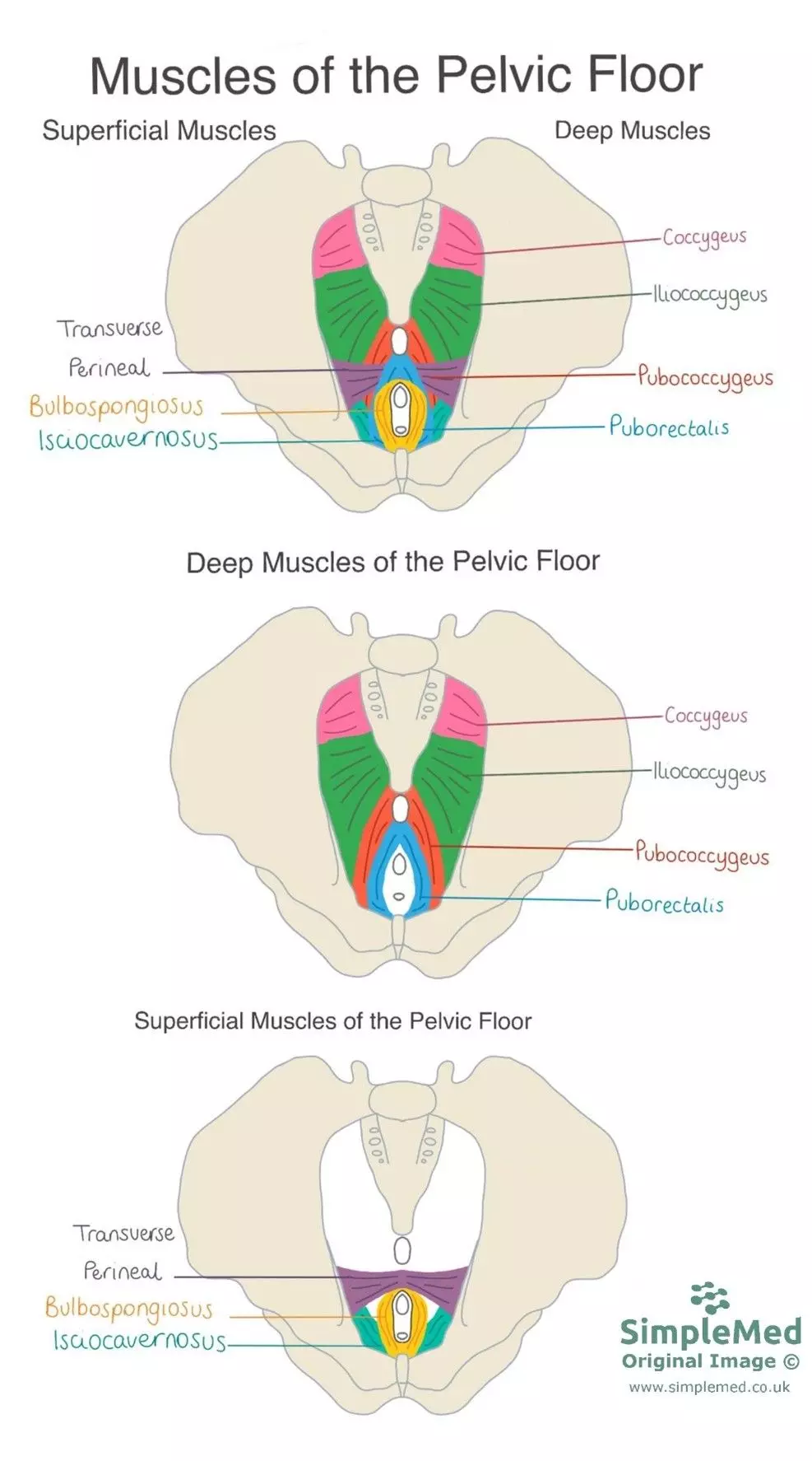 Muscles of the Pelvic Floor SimpleMed