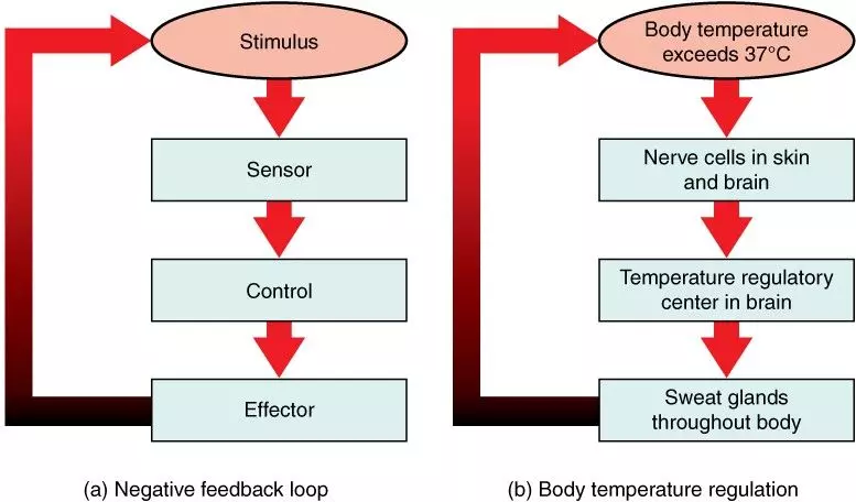 Temperature Negative Feedback Loop SimpleMed