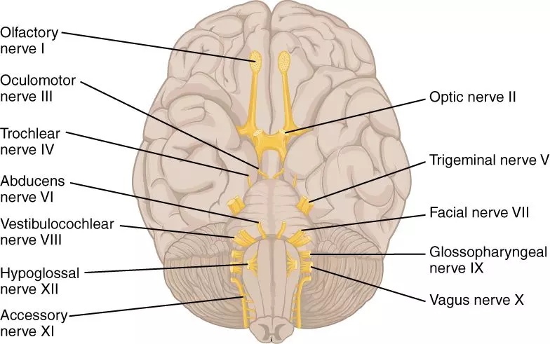 Cranial Nerves Origins SimpleMed