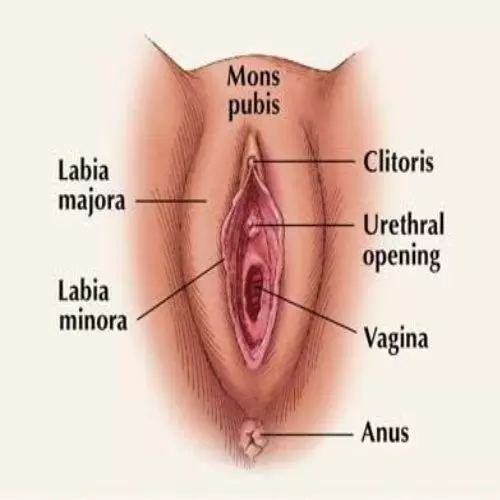 External Genitalia of the Woman SimpleMed