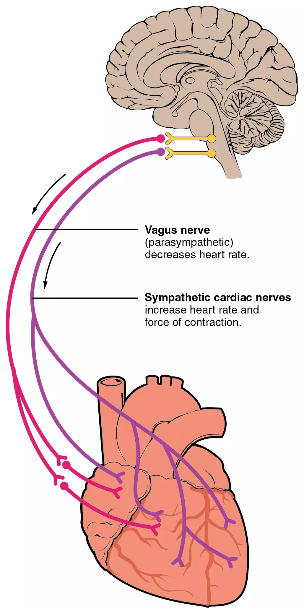 Autonomic Innervation of the Heart SimpleMed