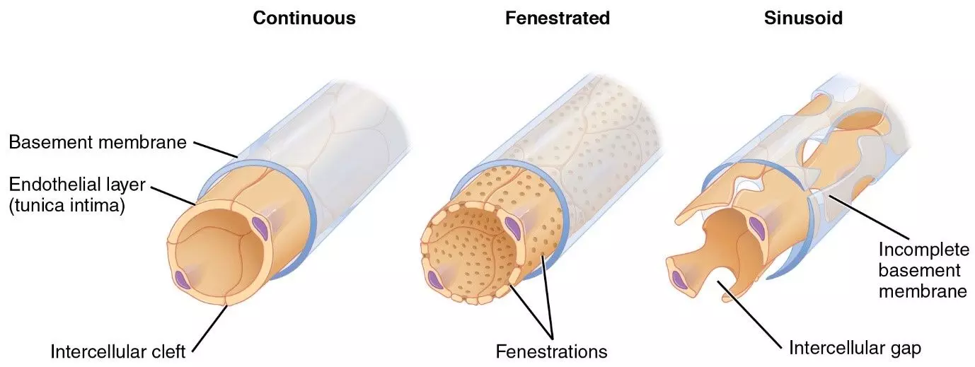 Types of capillary - continuous, fenestrated, sinusoid