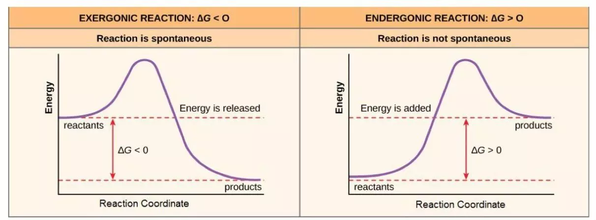 Exergonic and Endergonic Reactions SimpleMed