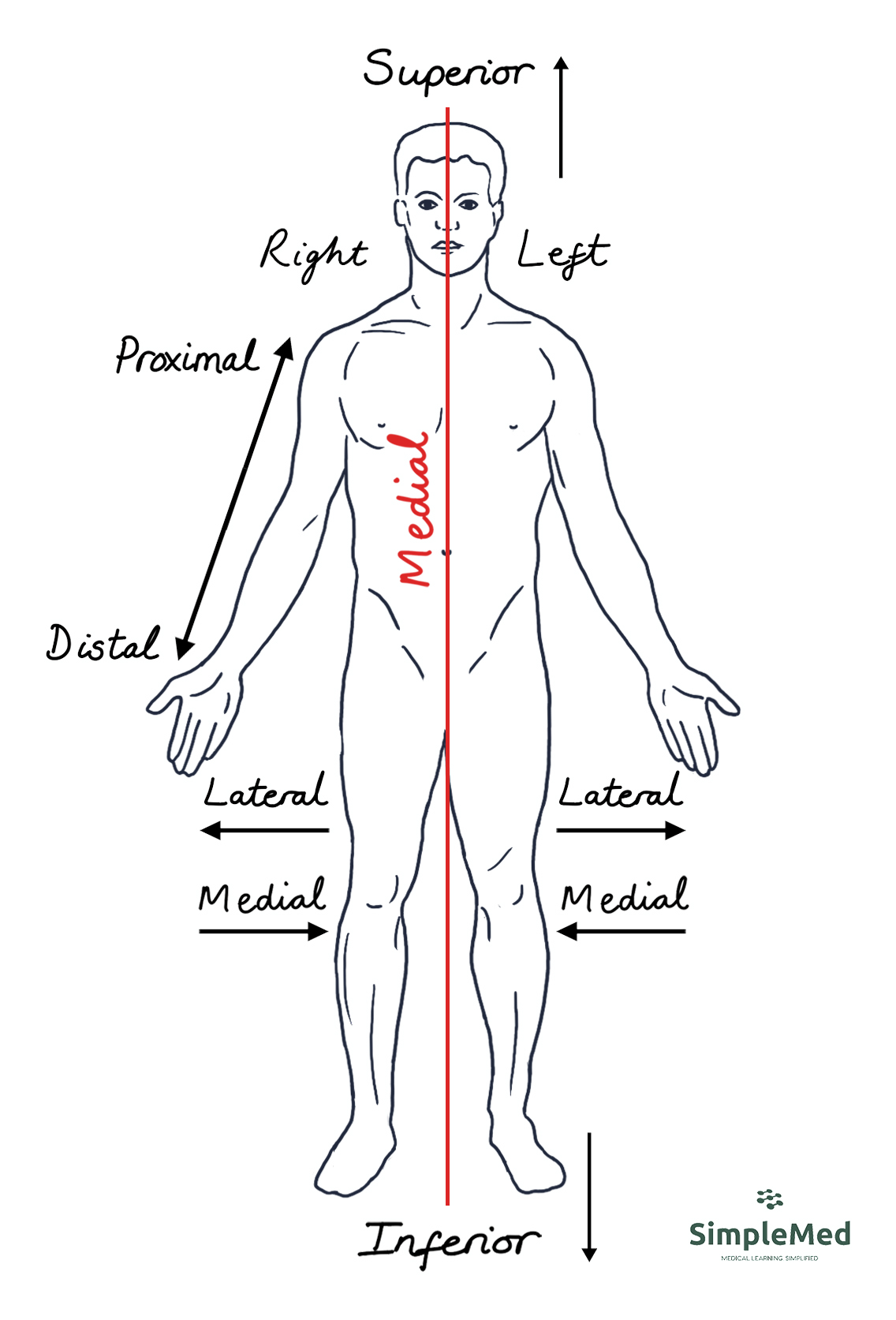 The Anatomical Position SimpleMed