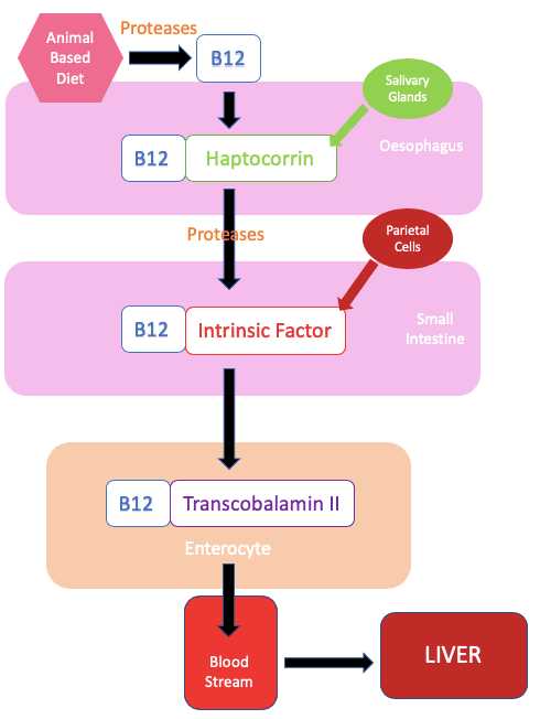 4 Vitamin B12 And Folate Simplemed Learning Medicine Simplified