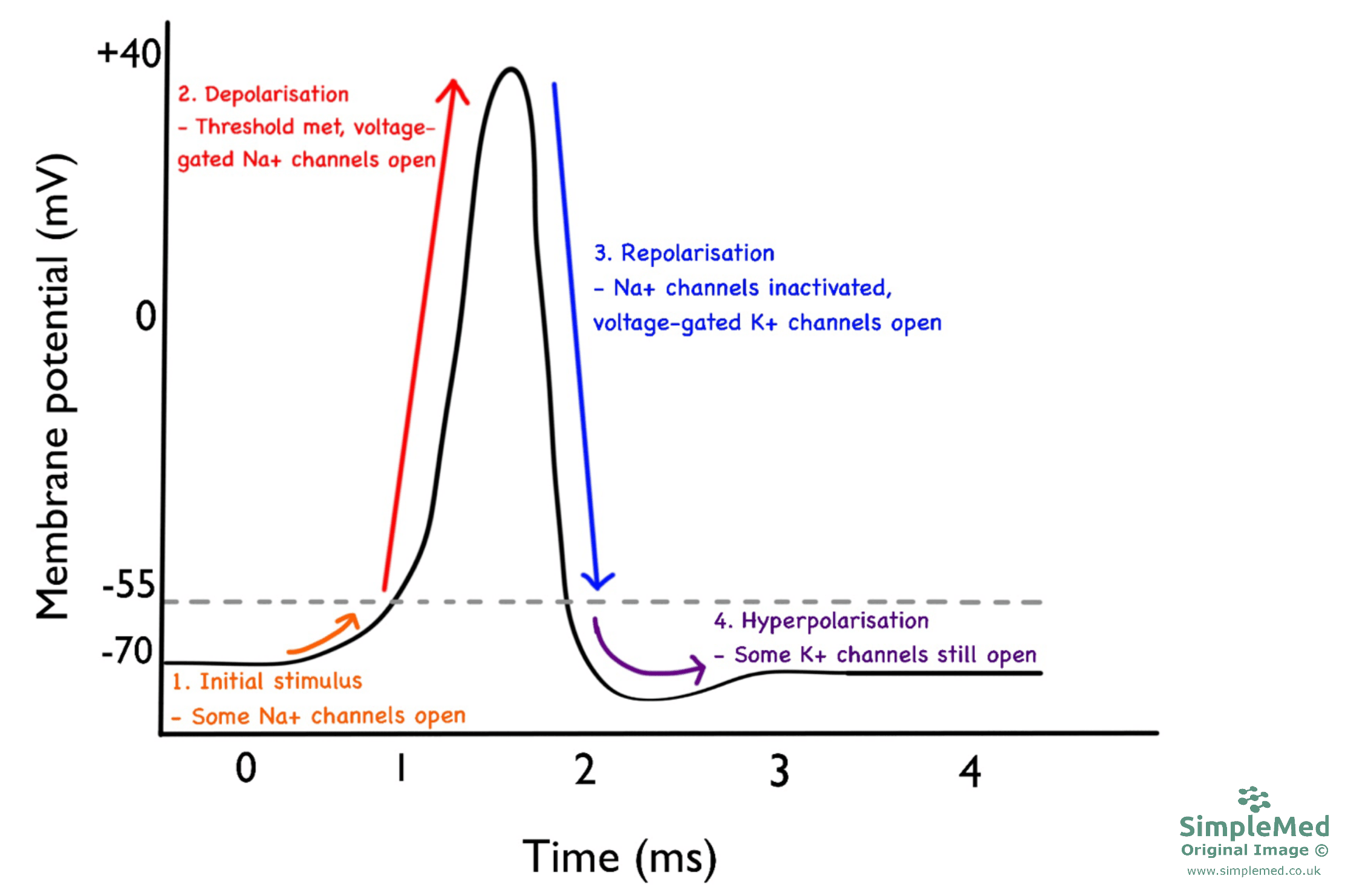 graphical representation of an action potential