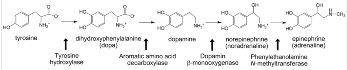 Adrenaline Synthesis from Tyrosine SimpleMed