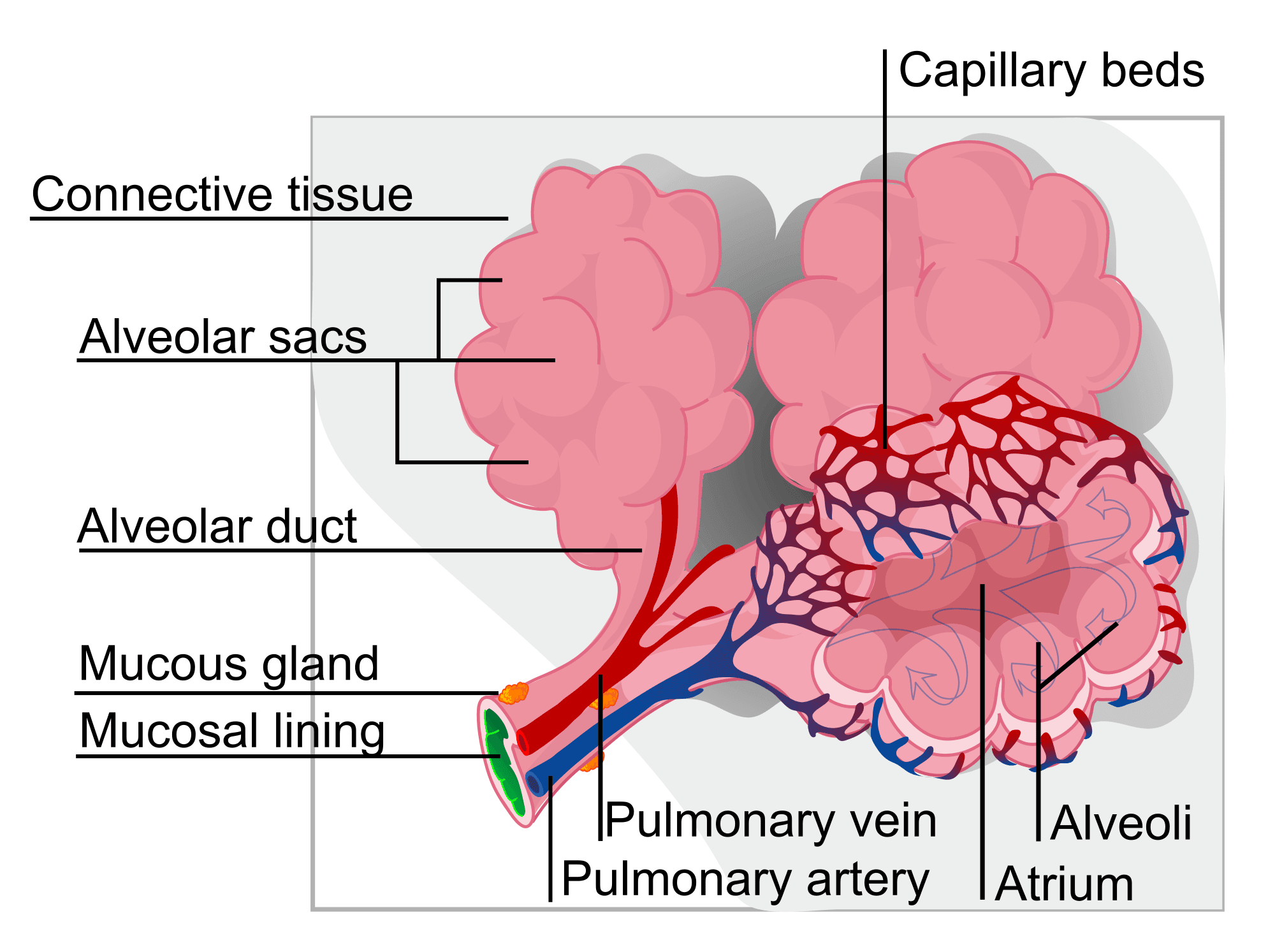 Structure of Alveolar Sacs SimpleMed