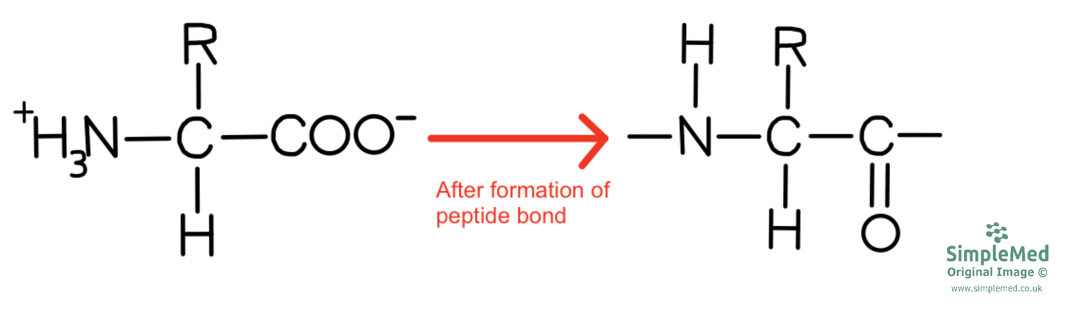 Amino Acid Residue SimpleMed