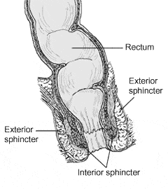 The Anal Canal SimpleMed