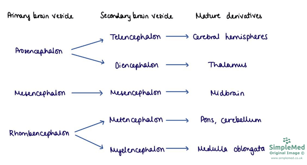 Anatomical Divisions of the Brain SimpleMed Anatomical Divisions of the Brain SimpleMed