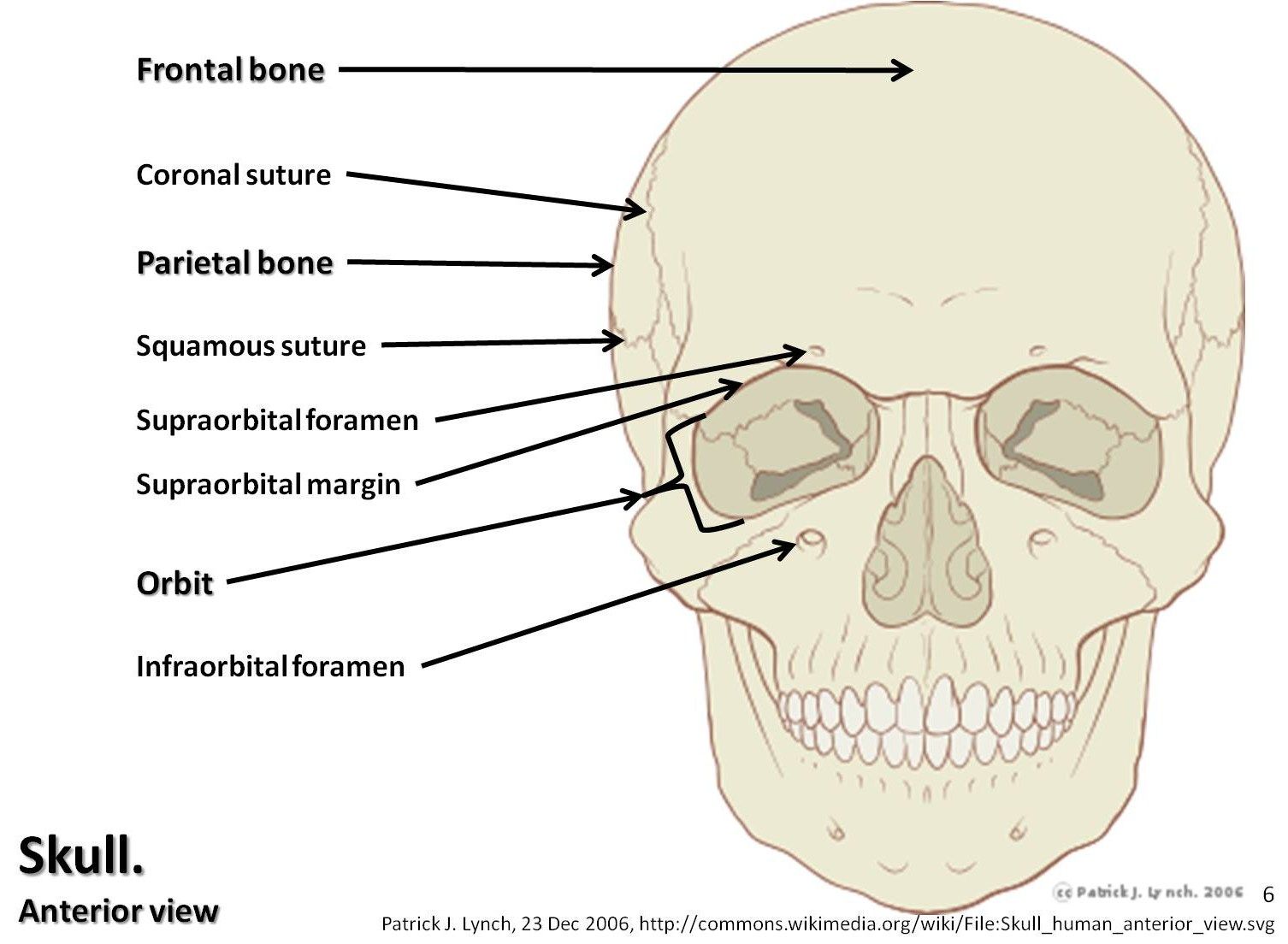Anatomy of the Anterior Skull SimpleMed