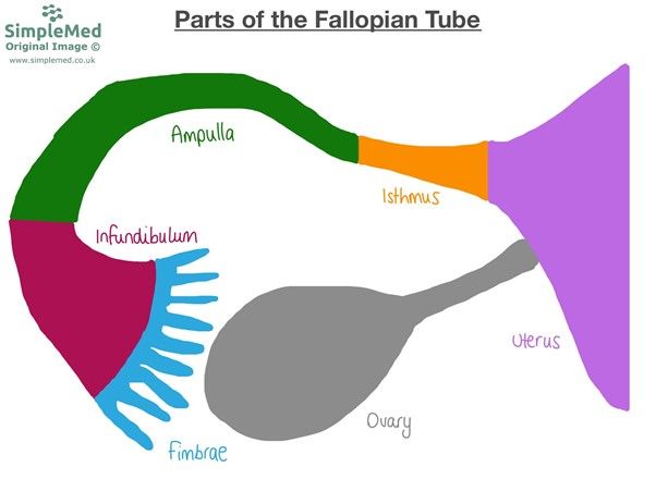 Anatomy of the Fallopian Tube SimpleMed
