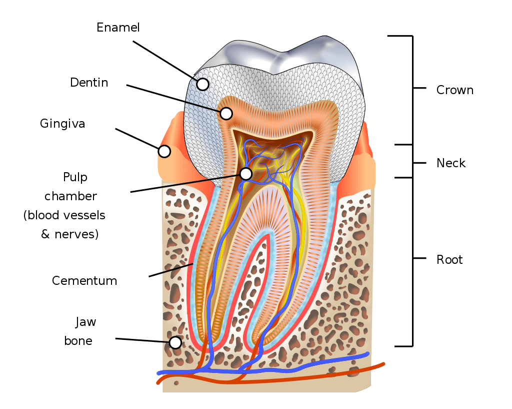 Anatomy of the Tooth SimpleMed
