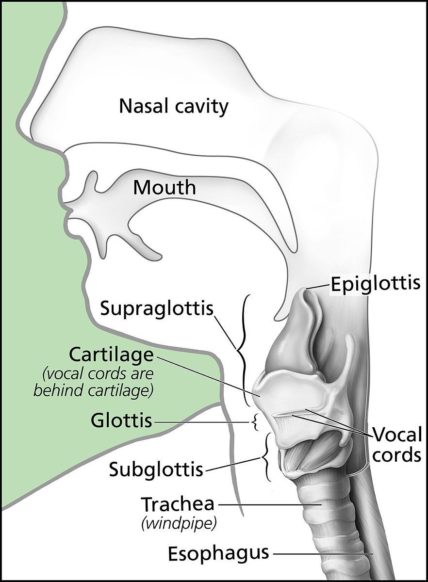 Anatomy of the Larynx SimpleMed