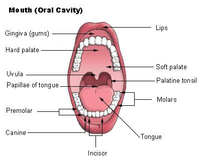 Anatomy of the Mouth SimpleMed