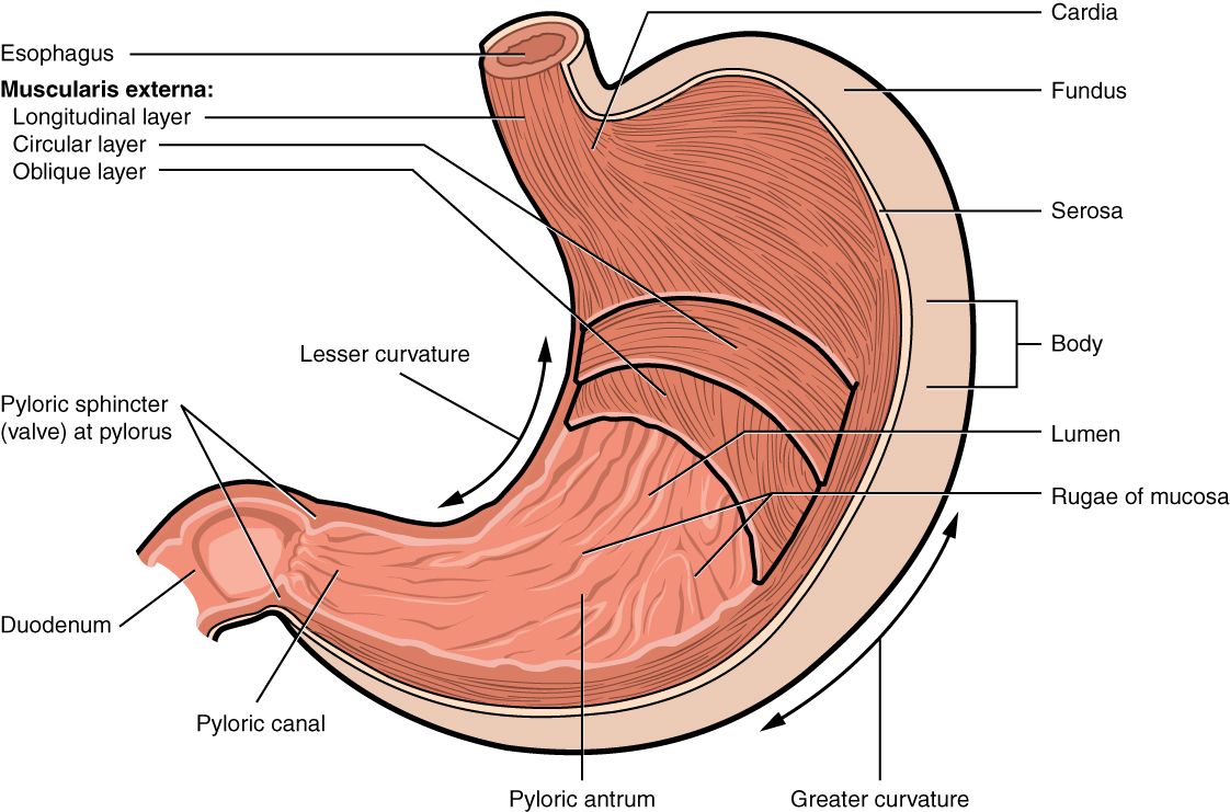 Anatomy of the Stomach and Muscle Layers SimpleMed