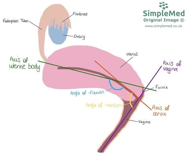 Angles of the Female Reproductive Tract SimpleMed