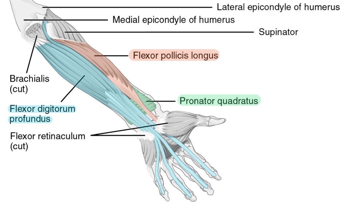 deep anterior forearm muscles