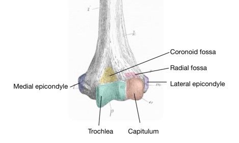 Anterior Distal Humerus Labelled Diagram SimpleMed