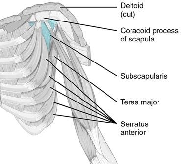 Anterior Intrinsic Shoulder Muscles SimpleMed