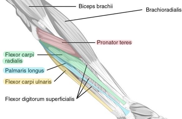 Anterior Superior Muscles of the Forearm Labelled Diagram SimpleMed