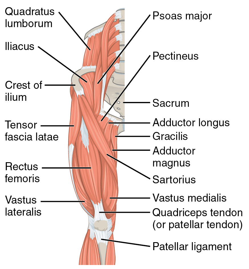 Anterior Thigh Muscles SimpleMed