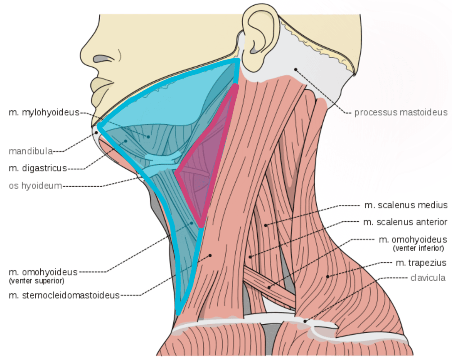 Anterior Triangle and Carotid Triangle of the Neck SimpleMed