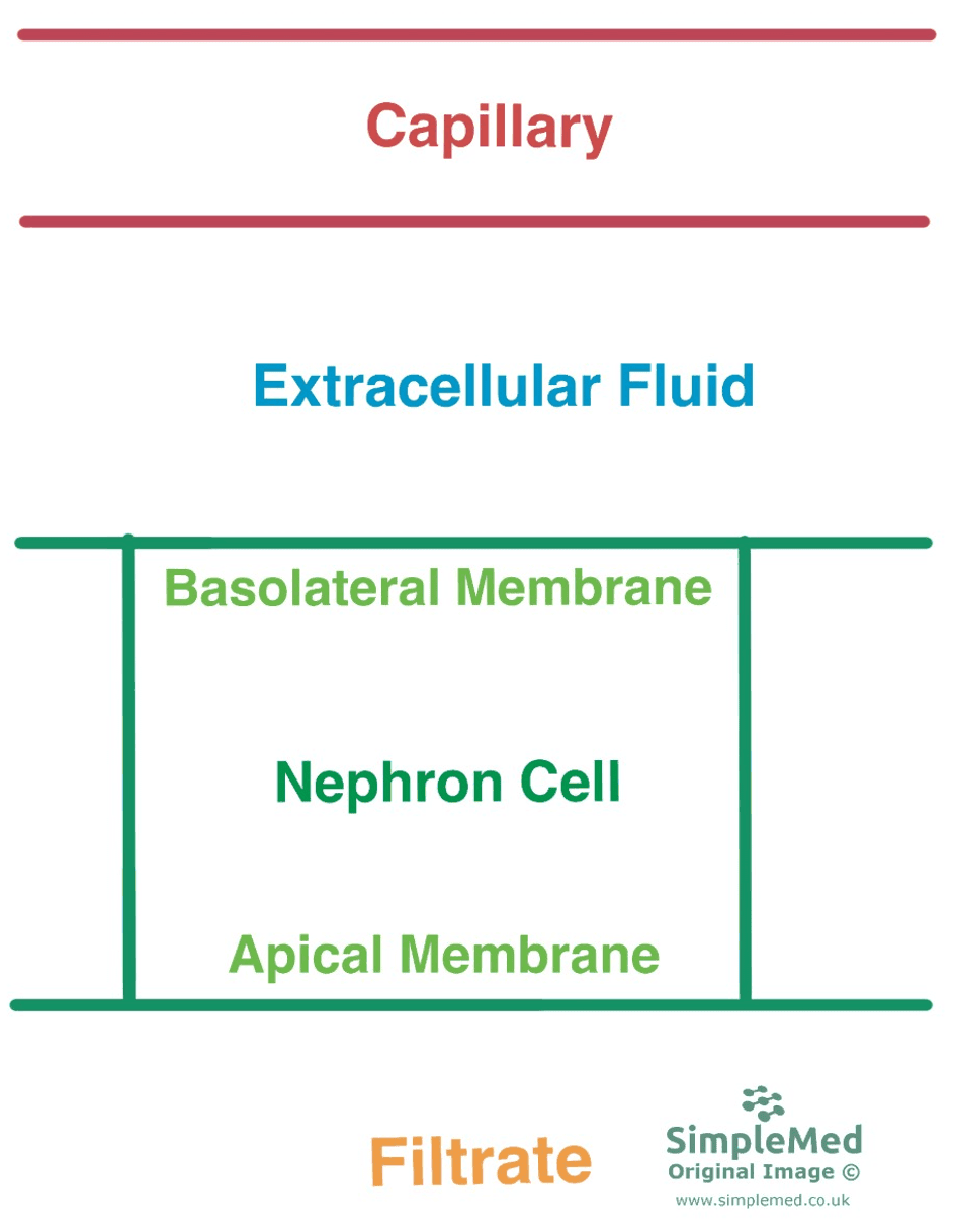 Apical and Basolateral Membranes of the Neprhon SimpleMed